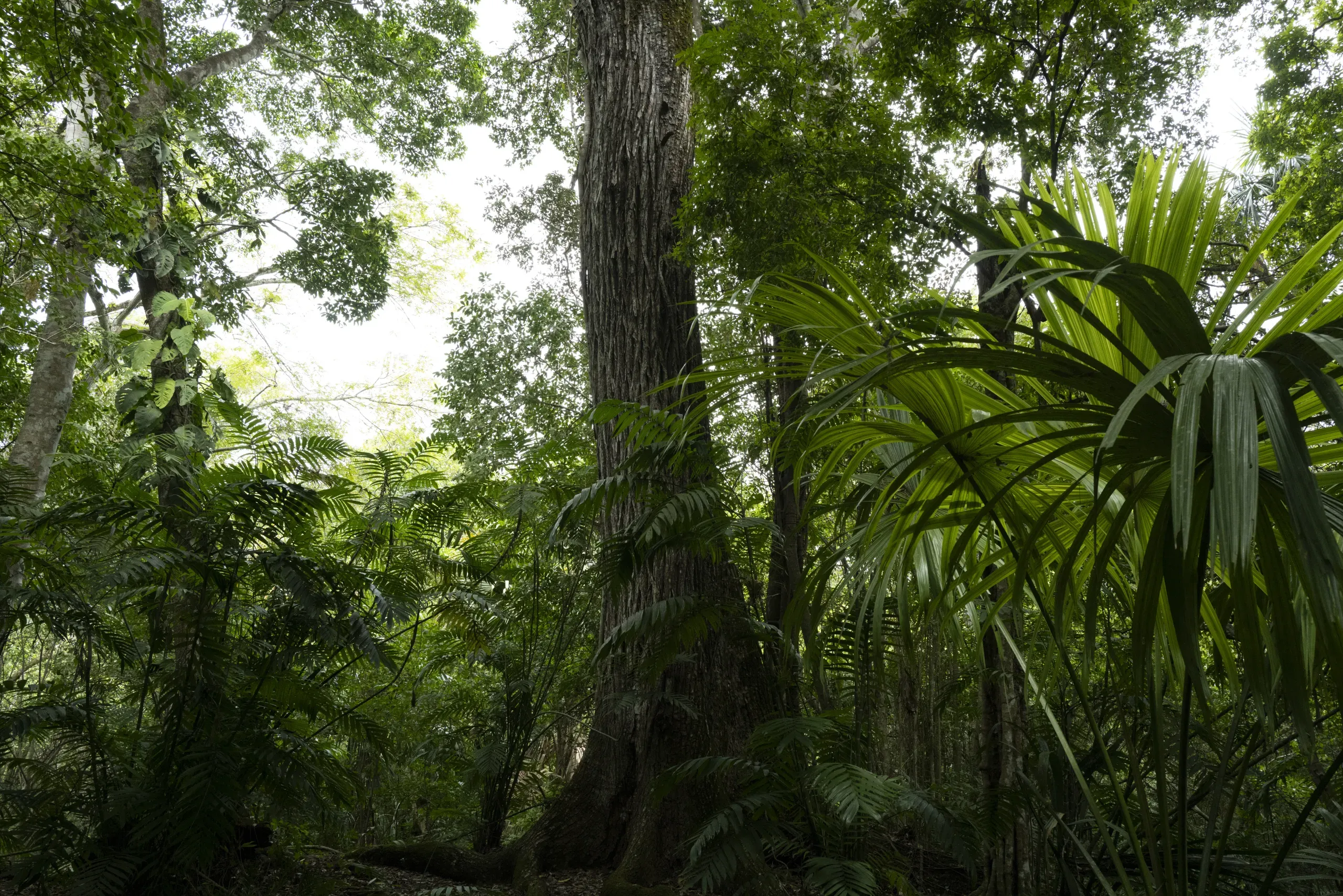Tikal, Guatemala 2026